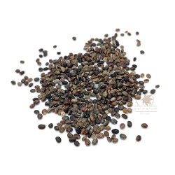 Large-leaved lupine (seeds)