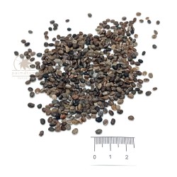 Large-leaved lupine (seeds)