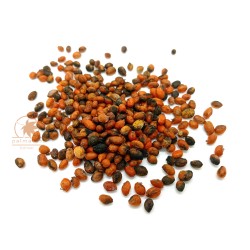 European spindle (euonymus europaeus) seeds