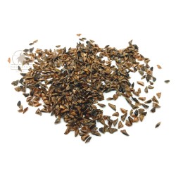 Balsam fir (seeds)