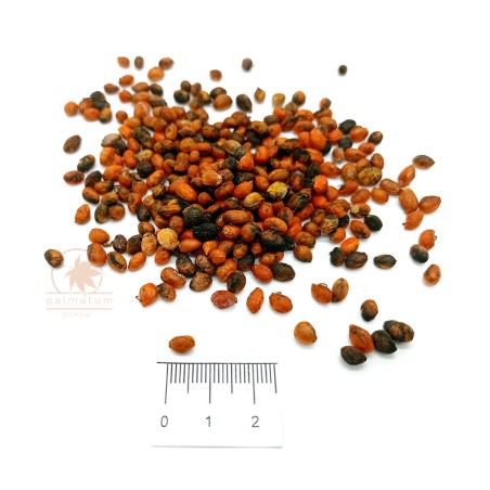 European spindle (euonymus europaeus) seeds