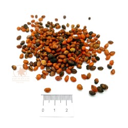 European spindle (euonymus europaeus) seeds