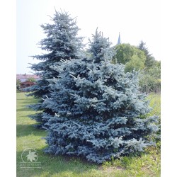 Blue spruce from Kaibab (seeds)