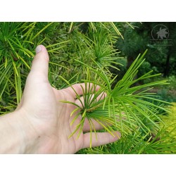 Japanese umbrella-pine (seeds)