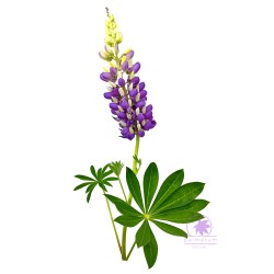 Large-leaved lupine (seeds)