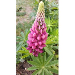 Large-leaved lupine (seeds)