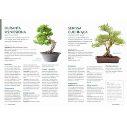 Bonsai - kurs podstawowy [PL]