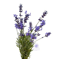 Lavender (seeds)