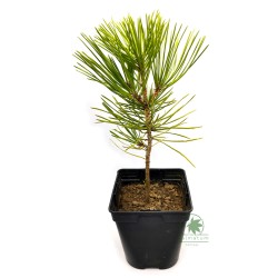 Japanese black pine