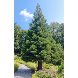 Giant sequoia (seedling)