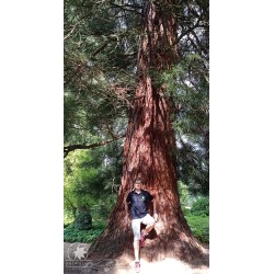 Giant sequoia (seedling)