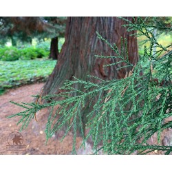 Giant sequoia (seedling)