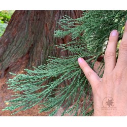 Giant sequoia (seedling)