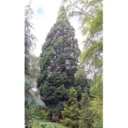 Giant sequoia (seedling)