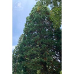 Giant sequoia (seedling)