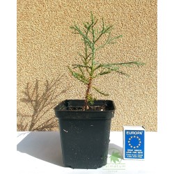 Giant sequoia (seedling)