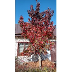 Taiwanese sweet gum (seedling)