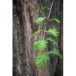 Dawn redwood (seeds)