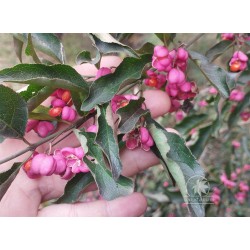 European spindle (euonymus europaeus) seeds