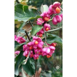 European spindle (euonymus europaeus) seeds