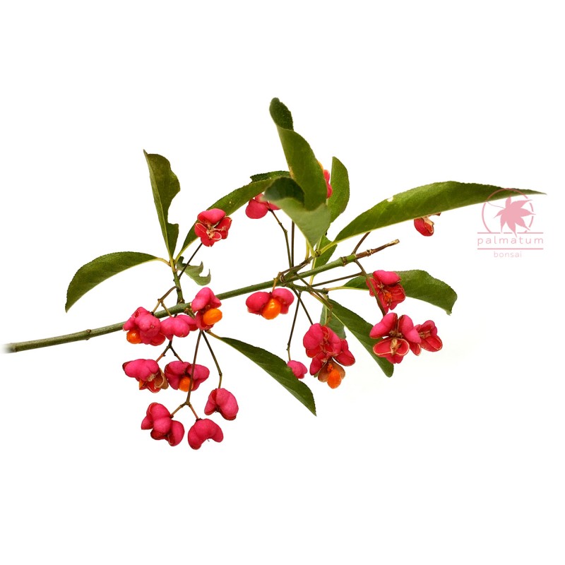 European spindle (euonymus europaeus) seeds