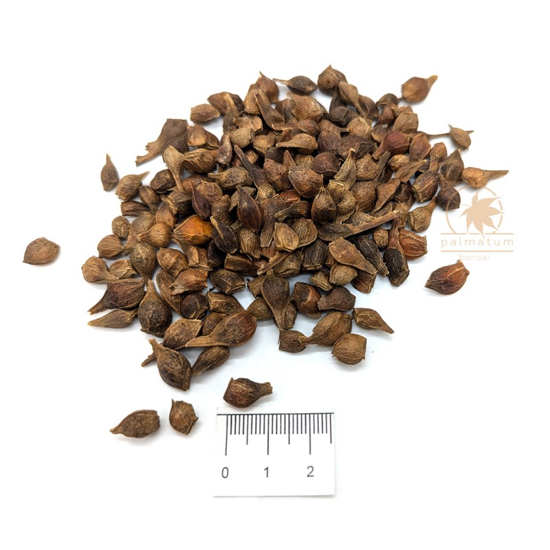 Klon jawor (acer pseudoplatanus) nasiona