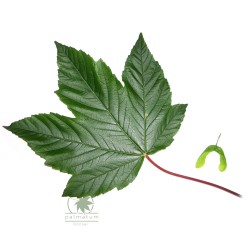 Klon jawor (acer pseudoplatanus) nasiona