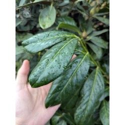 Cherry laurel (seeds)