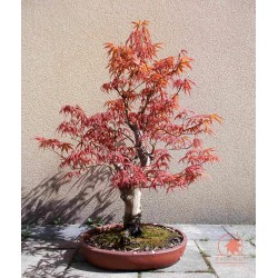 Japanese maple bonsai