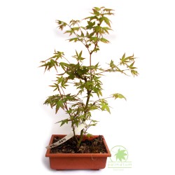 Klon palmowy prebonsai