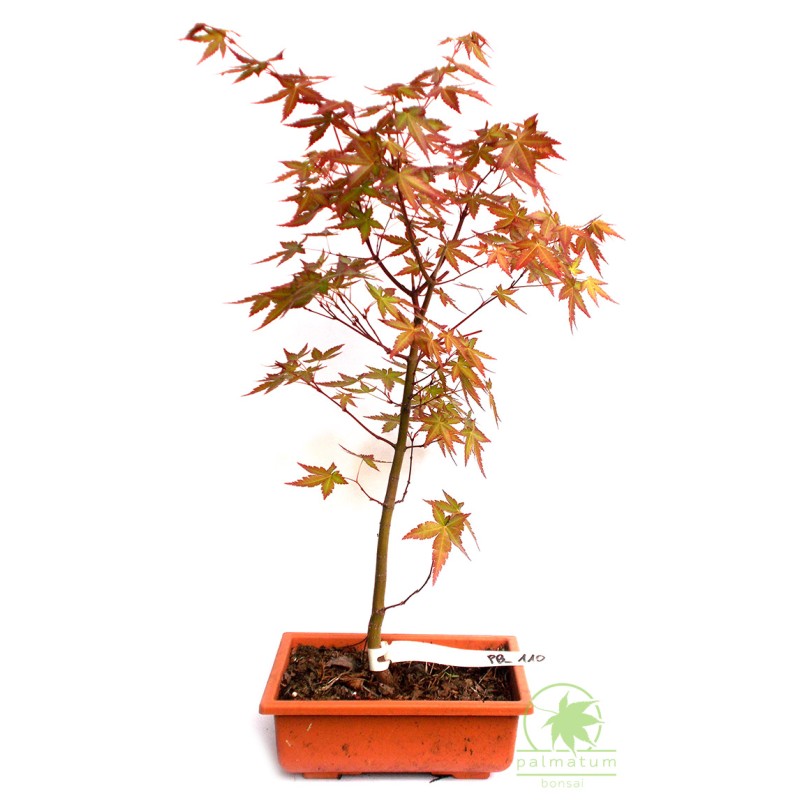 Japanese maple prebonsai PB110