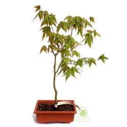 Klon palmowy prebonsai