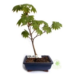 Shirasawa's maple prebonsai