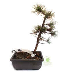 Pinus aristata prebonsai