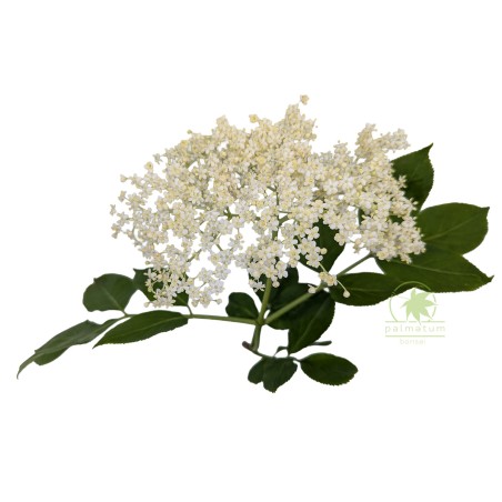 Bez czarny (sambucus nigra) nasiona