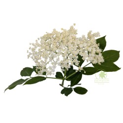 Bez czarny (sambucus nigra) nasiona