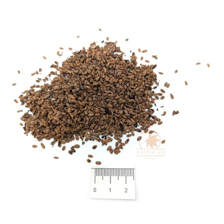 Bez czarny (sambucus nigra) nasiona