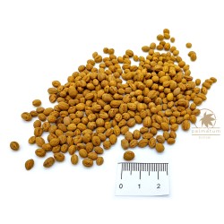 Crataegus monogyna (seeds)