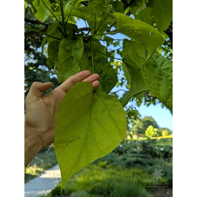 Southern catalpa (catalpa bignonioides) seeds