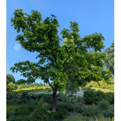 Surmia zwyczajna (nasiona)