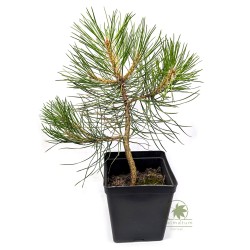 Sosna Thunberga (Pinus thunbergii) sadzonka