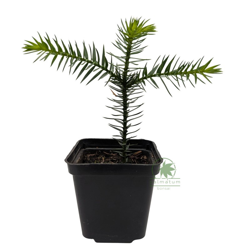 Monkey puzzle tree (araucaria araucana) seedling