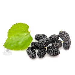 Black fruit mulberry (seeds)