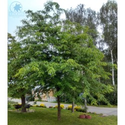 Honey locust (gleditsia triacanthos) seedling