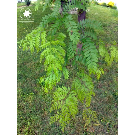 Honey locust (gleditsia triacanthos) seedling