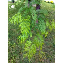 Honey locust (gleditsia triacanthos) seedling