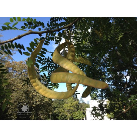 Honey locust (gleditsia triacanthos) seedling