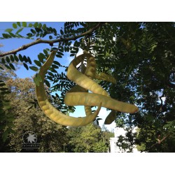 Honey locust (gleditsia triacanthos) seedling