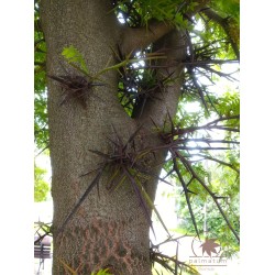 Honey locust (gleditsia triacanthos) seedling