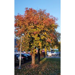Jarząb szwedzki (nasiona)